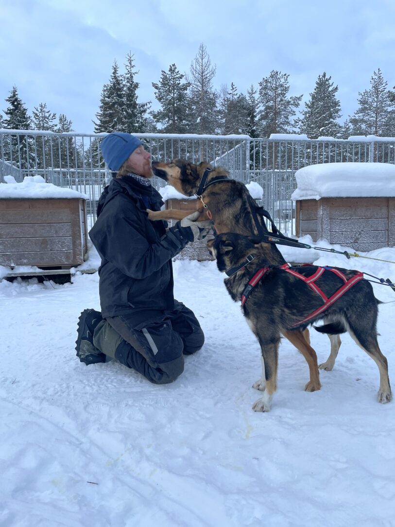 A musher kneeling in the snow of the kennel yard, greeting a harnessed sled dog nose to nose